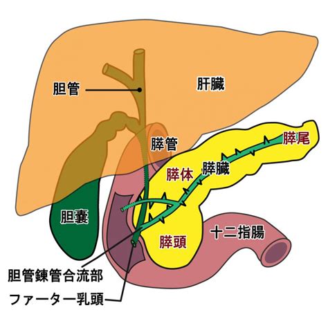 東洋醫學 膵臓 感情